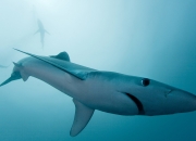 开云体育官网-足球双子星，维尼修斯爆发个人魔力，喀麦隆速胜伊拉克演绎团队闪电战