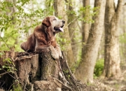 开云官网-刀锋上的独舞与齿轮间的绞杀，当欧文的极致艺术遭遇猛龙的冰冷铁律