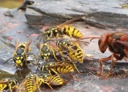 开云体育-关于大黄蜂群起捍卫主场，雄踞榜首的信息