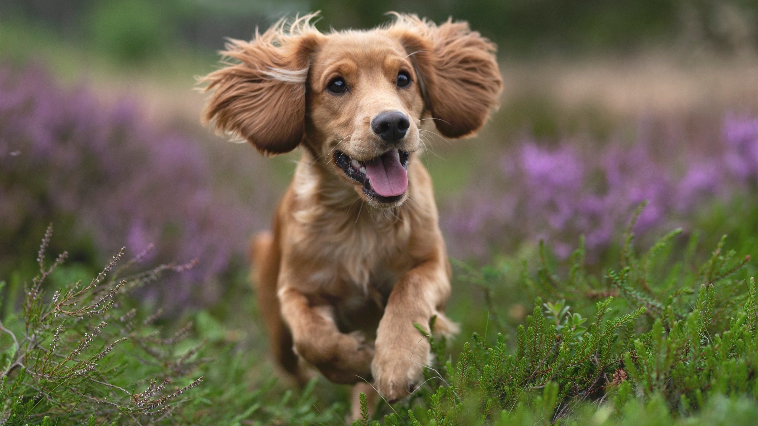 双重奏，欧洲控卫之魂与亚洲铁骑之怒，以集体主义碾碎个人英雄主义迷梦