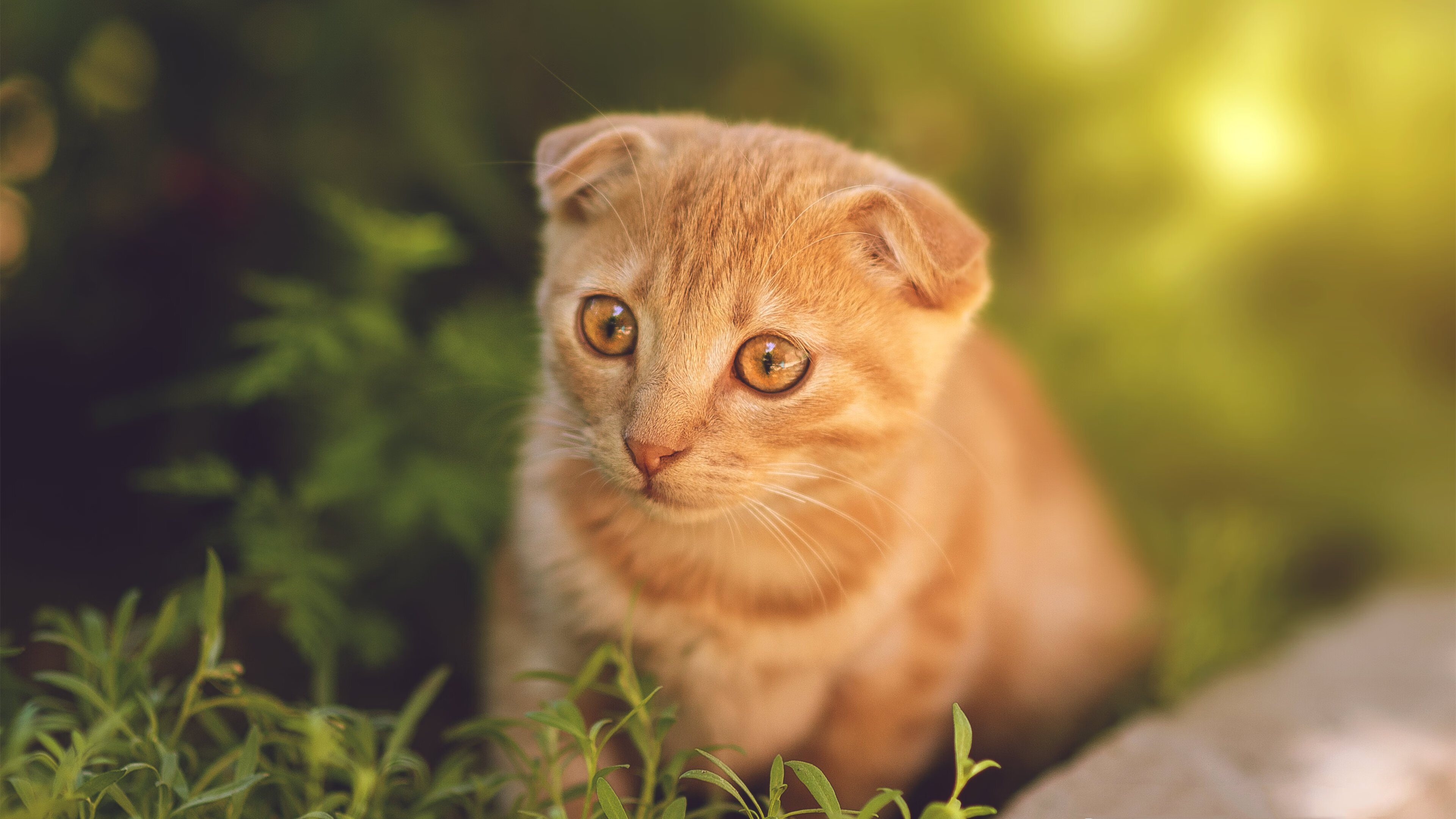 惊天逆转!威尔士力克秘鲁,布鲁诺一战封神