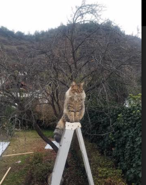友谊赛爆冷，洪都拉斯补时绝杀利物浦，格列兹曼闪耀难救主