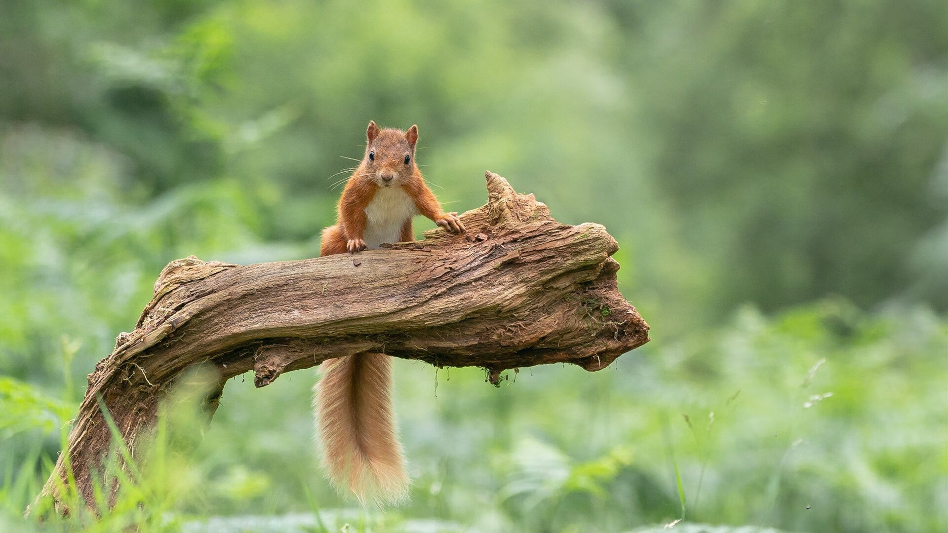 锋线谜题,当拉梅洛的锁链套上鹈鹕的翅膀