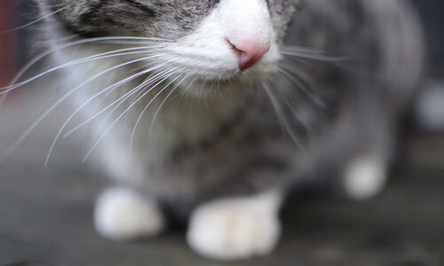 冰雪与钢铁的对决,佩德里用芬兰式冷静刺穿马竞防线