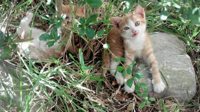 汉堡球场，当拉文引擎启动，攻防转换撕裂世界杯之夜