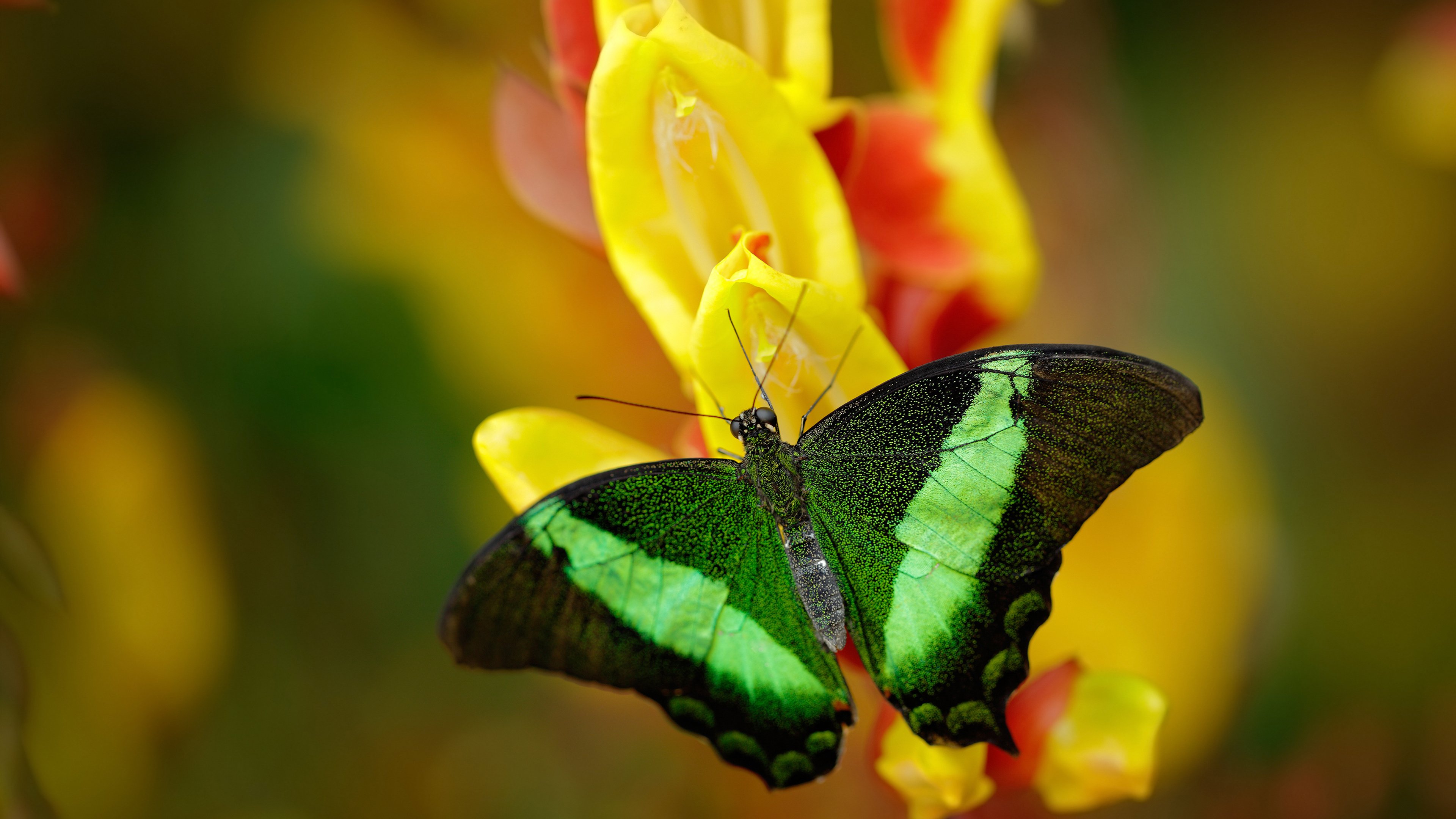 重新定义唯一性，当米切尔在雄鹿太阳的战场撕碎巨星模板