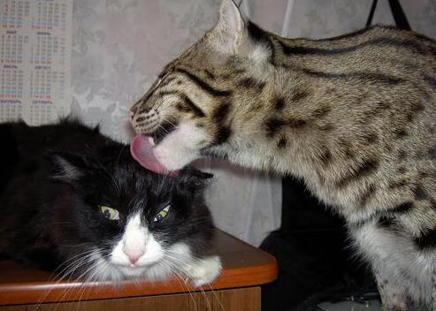 奥运关键战福克斯独揽乾坤，步行者踏平灰熊映衬篮球之美