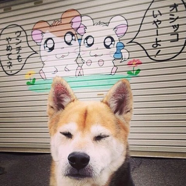 独行侠力压灰熊,米切尔一剑封喉成为关键先生