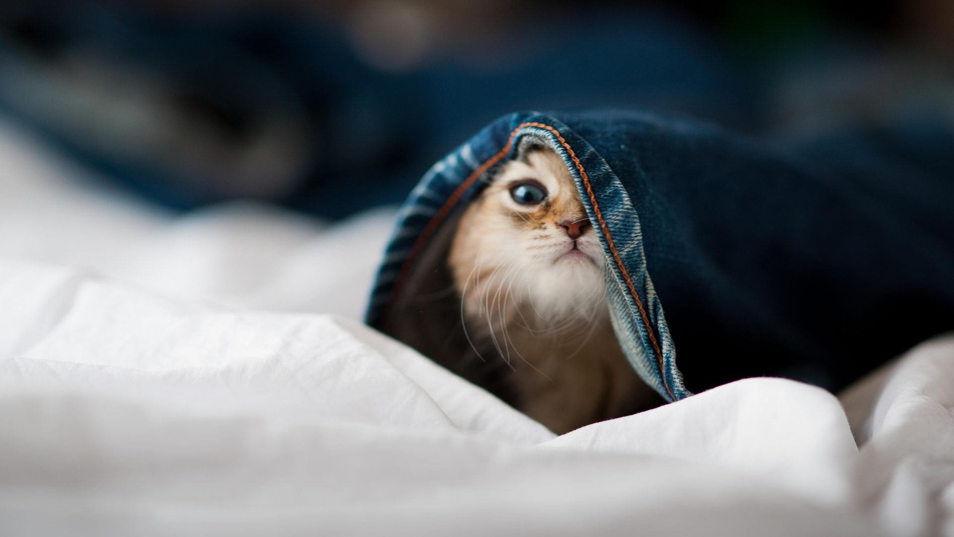 蓝光时刻的缔造者,当英格拉姆按下那个悬于一线的开关