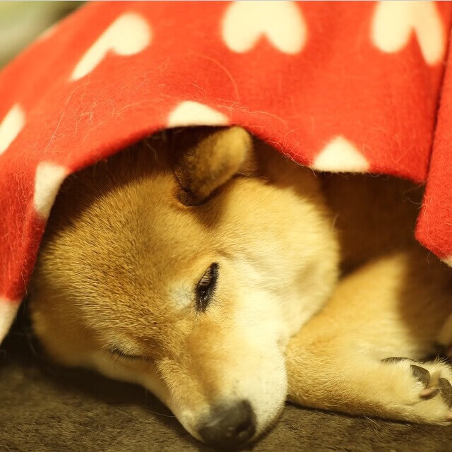 绿茵场与硬木地板的共鸣,当欧冠的悬念照进NBA的强行终结