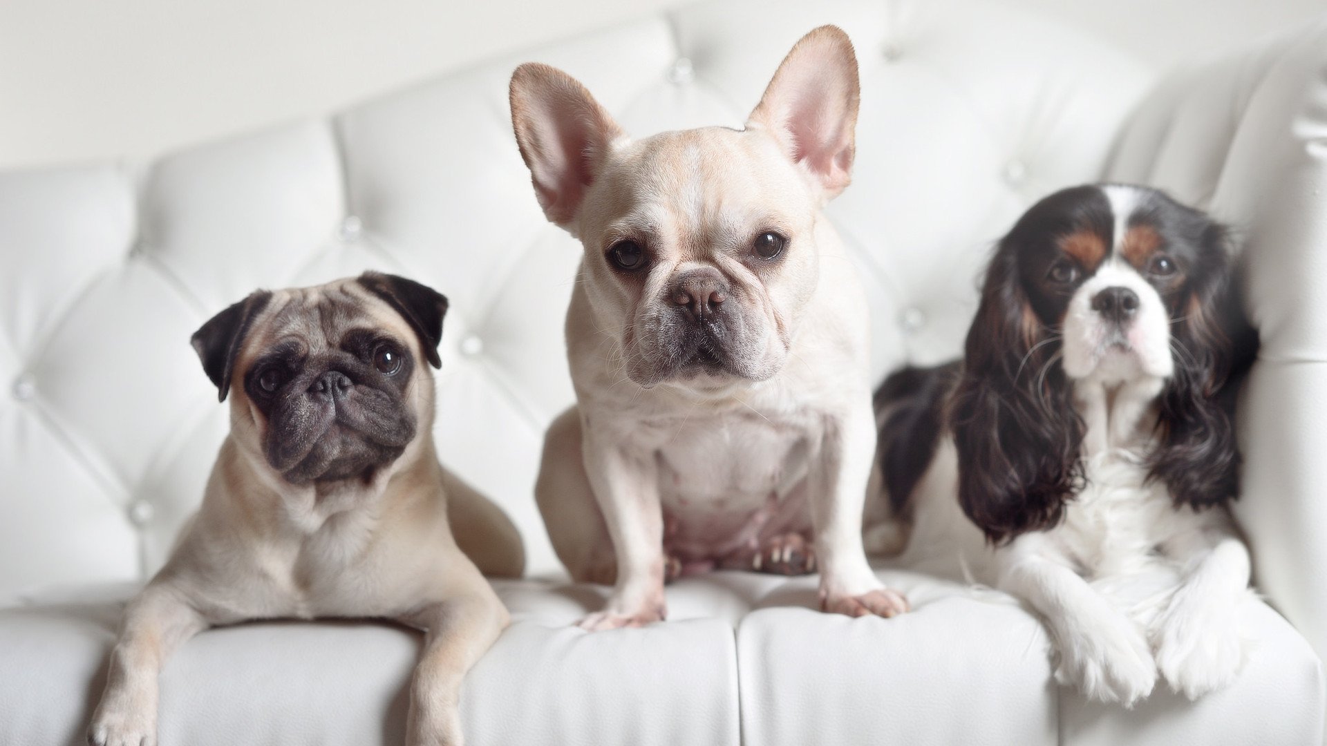 范弗利特风暴席卷球场!开拓者防线在他的狂轰滥炸下彻底崩塌