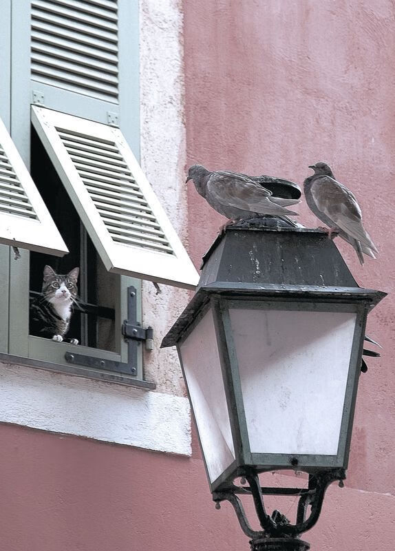 交响乐中的独奏者,佛罗伦萨强势晋级,C罗奏响决定性音符