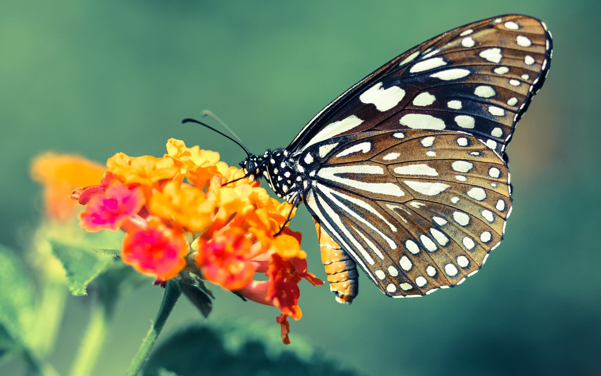 NBA双星闪耀,莫兰特绝杀定乾坤,马刺逆转奇才显韧性