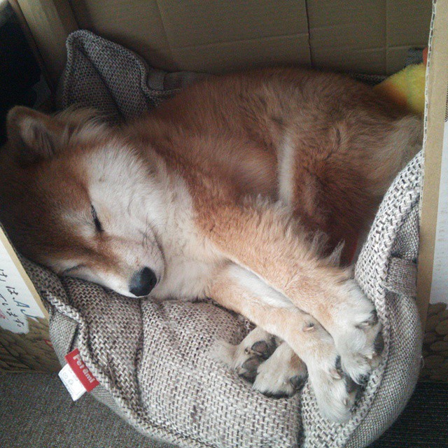 雷鬼与斗牛的对决，三笘薰如何让牙买加飓风在卡尔德隆球场登陆