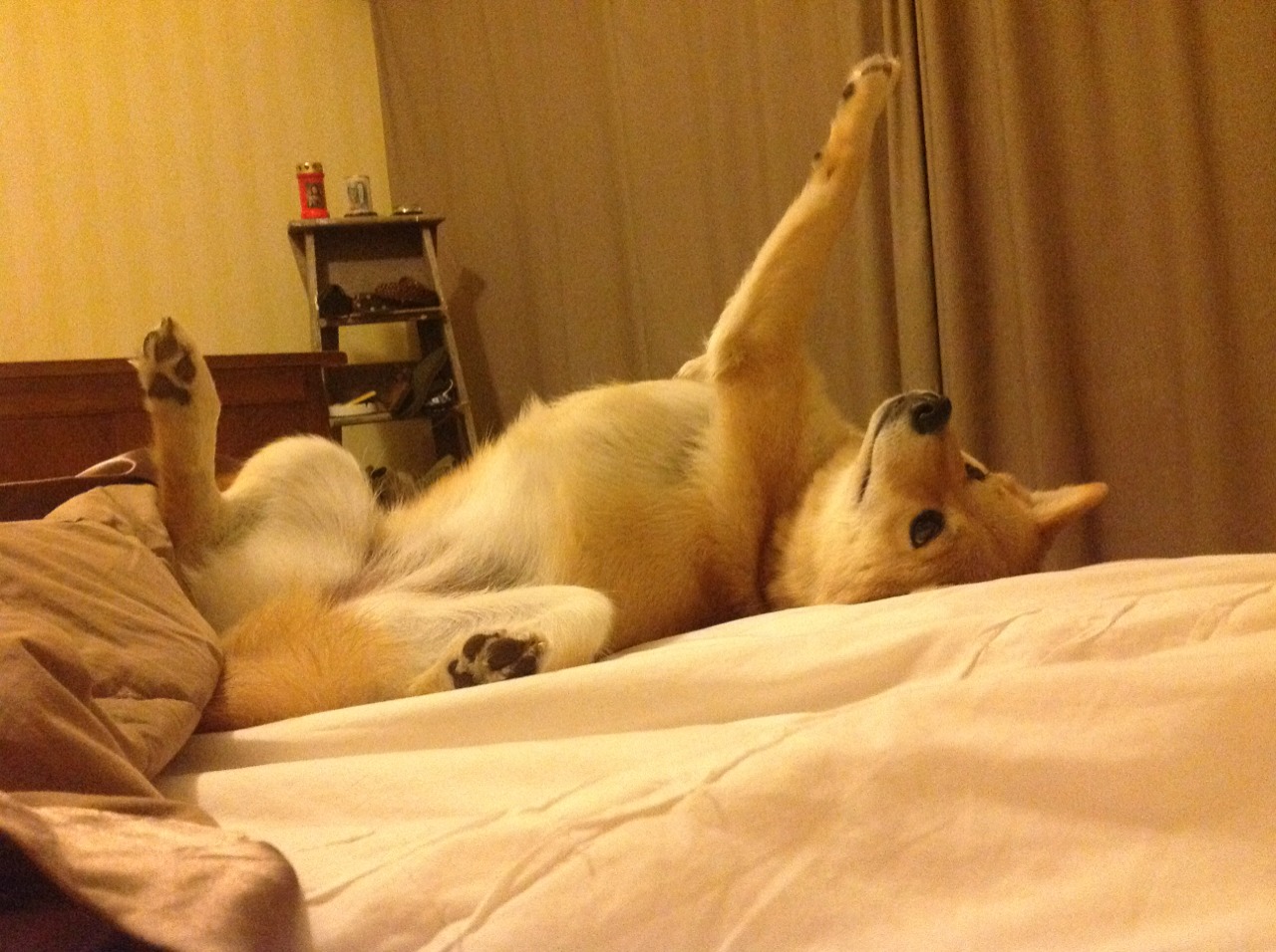 双重奏,若日尼奥的艺术穿刺与委内瑞拉的北境征服